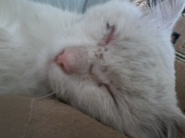 с  скорою победой возвратился ты домой. вааще вопрос. как ваши коты имеют такой  не боевой вид?. у меня вечно драчуны вырастают.