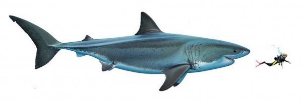 На пляже Австралии нашли зубы акулы, жившей около 25 миллионов лет назад