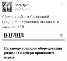 Кошка вернулась к хозяйке 13 лет спустя