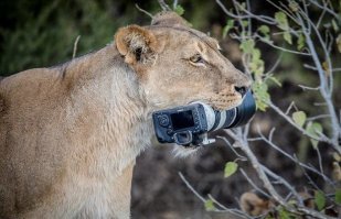 ... если не читать историю, а сразу увидеть львицу с такой камерой в зубах, то первая мысль будет - насосала  Понятно, сказать ей это в глаза, мысль вряд ли придет