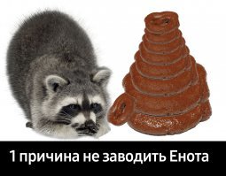 Енот устроил охоту на ворону