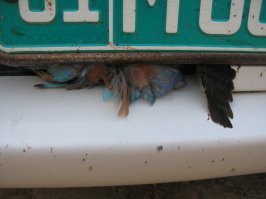 Синей птице не повезло...