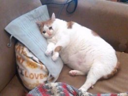 Савоярди , Маскарпоне,  
.... без яиц