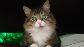 вот мой ХЫШНЕГ)))