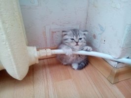 Котики хорошие, к ним вопросов нет. Вопрос в другом, не проще было трубу согнуть, неужели обязательно стенку крошить?