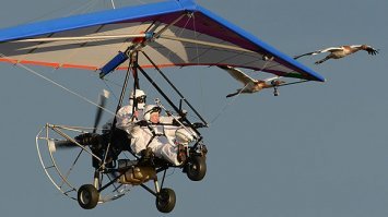 Курррлыыык - курлык!
Мы журавлики!
Ваш выбор :)