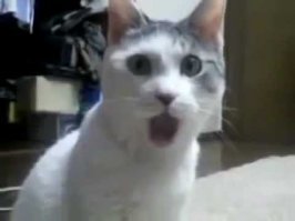 Кот зацепился языком за собственный ошейник