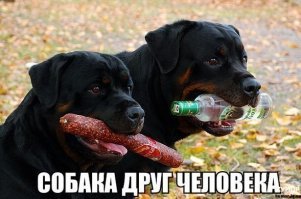 Собака спасла маленькую девочку, утащив от океанских волн