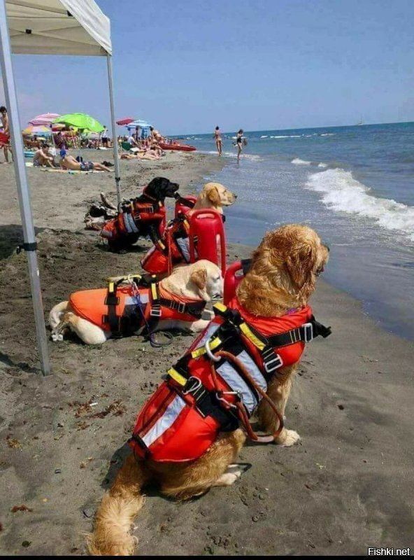 Собака спасла маленькую девочку, утащив от океанских волн