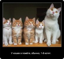 Факты о кошках