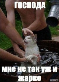 Кот, который совершенно не боится воды