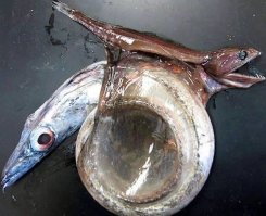 Добыча, - судя по глазам - похоже, сама в шоке с того, что происходит!