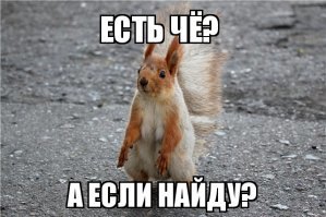 Немецкие полицейские спасали мужчину от преследований бельчонка