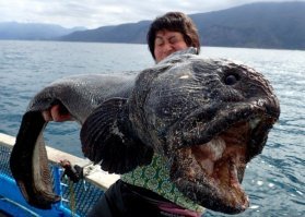 Обычная Зубатка