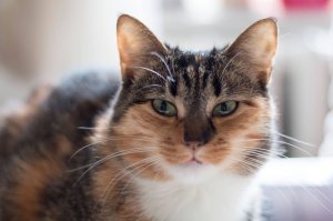 Моя пищалка