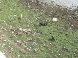 Бывал в Индии в командировке в 2010 году. Нахрен. Надеюсь,больше в этой стране ноги моей не будет.