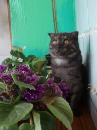 моё чудо...  сиганула с 8 го этажа, если бы не тв.антенны, думаю всё нормально было, а так отбила всё, хвост сломала. Сказали усыплять надо, не жизнь у неё теперь будет, гадить везде начнет и т.п.
Не дал (усыпить всегда успеем)... выходили!
10 лет после этого прошло! живет, носится как лошадь, с детьми моими играет... только хвост на бок. Правильно, наверное говорят, что у кошек 8 жизней