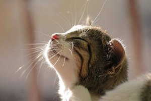 Нас спасут котики. Хочешь про евреев высказаться - пости котиков. Хочешь про цыган - вспоминаешь Тони-сиську, а постишь котиков, желаешь высказаться про спустившихся с гор любителей овец, которые на твоих глазах к девкам грязно домогались, но ты, не заметив, прошел мимо - ПОСТИ КОТОВ!!!