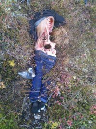 он не вкурсе, что для медведя, он более доступная еда чем рыба ?
ловить гораздо проще