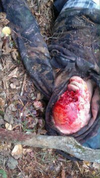 он не вкурсе, что для медведя, он более доступная еда чем рыба ?
ловить гораздо проще