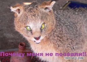 В погоне за лайками: девушки, которые немного не в себе