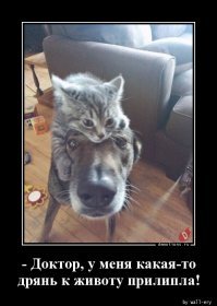 Добродушный кот, которого подобрали на улице, вырос и повторил поступок своих хозяев