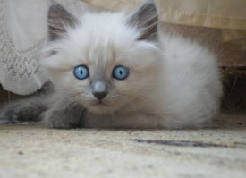 Да вы что? Правда? Ну давайте порассуждаем. Год назад я подобрала котенка, крошечного, едва ли месячного: нерадивые хозяева оставили пару котят на остановке у дороги, не удосужились даже посадить их в коробку. Как результат - одного котенка раздавила машина, размазала по дороге, второго (точнее, вторую) - я успела забрать. Котенок был чистый, ухоженный, сразу пошел в лоток, так что родился явно не на улице. Сейчас Смоки уже почти год, в следующем месяце планируем ее кастрировать, потому что я не хочу плодить смерть. 

Так вот, смотрите, кто-то ведь этих котят наплодил, не смог пристроить и сбагрил приплод на улицу (и обрек котенка на страшную смерть под колесами машины). Здесь котят было всего лишь двое, но ни Смоки, ни второй, погибший, котенок не дадут потомство. 
Но предположим, что ситуация сложилась бы по-другому: этих котят выбросили, каким-то чудом они сумели выжить, через год принесли потомство (скажем, по 5 котят) и вот на улице, среди  бездомных прибавилось уже 10(!!!) кошек! А те в свою очередь опять дали потомство и количество бездомышей опять увеличилось... А все потому что кто-то поленился(или пожадничал?) кастрировать свою домашнюю кошку. 

Кто-то скажем "я не выбрасываю, мои все пристроены". Все верно, вы не выбрасываете, но где гарантия, что это не сделают новые хозяева? Разве те, кто пристраивает котят/щенят в "добрые руки" отслеживает судьбу всех котят/щенят из каждого помета? А их внуков и правнуков? У нас не принято отдавать потомство с договором под кастрацию и отслеживанием дальнейшей судьбы. Так сколько этих котят-щенят из них стали бездомными?
Вот и получается, что бездомные животные рождаются дома.