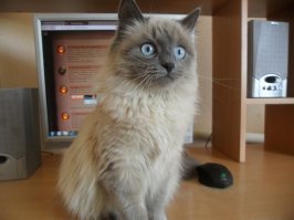 Да вы что? Правда? Ну давайте порассуждаем. Год назад я подобрала котенка, крошечного, едва ли месячного: нерадивые хозяева оставили пару котят на остановке у дороги, не удосужились даже посадить их в коробку. Как результат - одного котенка раздавила машина, размазала по дороге, второго (точнее, вторую) - я успела забрать. Котенок был чистый, ухоженный, сразу пошел в лоток, так что родился явно не на улице. Сейчас Смоки уже почти год, в следующем месяце планируем ее кастрировать, потому что я не хочу плодить смерть. 

Так вот, смотрите, кто-то ведь этих котят наплодил, не смог пристроить и сбагрил приплод на улицу (и обрек котенка на страшную смерть под колесами машины). Здесь котят было всего лишь двое, но ни Смоки, ни второй, погибший, котенок не дадут потомство. 
Но предположим, что ситуация сложилась бы по-другому: этих котят выбросили, каким-то чудом они сумели выжить, через год принесли потомство (скажем, по 5 котят) и вот на улице, среди  бездомных прибавилось уже 10(!!!) кошек! А те в свою очередь опять дали потомство и количество бездомышей опять увеличилось... А все потому что кто-то поленился(или пожадничал?) кастрировать свою домашнюю кошку. 

Кто-то скажем "я не выбрасываю, мои все пристроены". Все верно, вы не выбрасываете, но где гарантия, что это не сделают новые хозяева? Разве те, кто пристраивает котят/щенят в "добрые руки" отслеживает судьбу всех котят/щенят из каждого помета? А их внуков и правнуков? У нас не принято отдавать потомство с договором под кастрацию и отслеживанием дальнейшей судьбы. Так сколько этих котят-щенят из них стали бездомными?
Вот и получается, что бездомные животные рождаются дома.