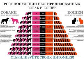 Да вы что? Правда? Ну давайте порассуждаем. Год назад я подобрала котенка, крошечного, едва ли месячного: нерадивые хозяева оставили пару котят на остановке у дороги, не удосужились даже посадить их в коробку. Как результат - одного котенка раздавила машина, размазала по дороге, второго (точнее, вторую) - я успела забрать. Котенок был чистый, ухоженный, сразу пошел в лоток, так что родился явно не на улице. Сейчас Смоки уже почти год, в следующем месяце планируем ее кастрировать, потому что я не хочу плодить смерть. 

Так вот, смотрите, кто-то ведь этих котят наплодил, не смог пристроить и сбагрил приплод на улицу (и обрек котенка на страшную смерть под колесами машины). Здесь котят было всего лишь двое, но ни Смоки, ни второй, погибший, котенок не дадут потомство. 
Но предположим, что ситуация сложилась бы по-другому: этих котят выбросили, каким-то чудом они сумели выжить, через год принесли потомство (скажем, по 5 котят) и вот на улице, среди  бездомных прибавилось уже 10(!!!) кошек! А те в свою очередь опять дали потомство и количество бездомышей опять увеличилось... А все потому что кто-то поленился(или пожадничал?) кастрировать свою домашнюю кошку. 

Кто-то скажем "я не выбрасываю, мои все пристроены". Все верно, вы не выбрасываете, но где гарантия, что это не сделают новые хозяева? Разве те, кто пристраивает котят/щенят в "добрые руки" отслеживает судьбу всех котят/щенят из каждого помета? А их внуков и правнуков? У нас не принято отдавать потомство с договором под кастрацию и отслеживанием дальнейшей судьбы. Так сколько этих котят-щенят из них стали бездомными?
Вот и получается, что бездомные животные рождаются дома.