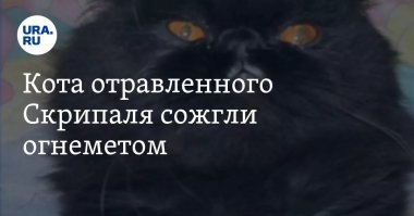 Команда ветеринаров провела на белом медведе 50 тестов на аллергию