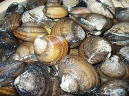 А как-же Спизула ? Вот тема для "плова"!