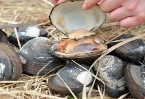 А как-же Спизула ? Вот тема для "плова"!