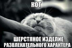 Факты о кошках