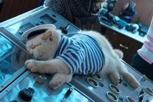 Это не они такие красивые, это она их украшает