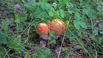 Недавно ездили в лес. . . . Мухоморы красивы!