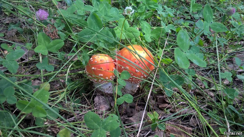 Недавно ездили в лес. . . . Мухоморы красивы!