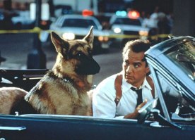 "К-9-собачья работа". Джеймс Белуши и его партнер по фильму полицейская овчарка Джерри Ли. Через два года после съемок фильма пес был убит при задержании преступника.