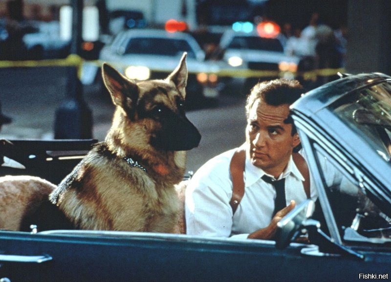 "К-9-собачья работа". Джеймс Белуши и его партнер по фильму полицейская овчарка Джерри Ли. Через два года после съемок фильма пес был убит при задержании преступника.
