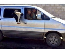 А тёлки любят когда их на крутых тачках возят:)