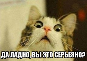 Добродушный кот, которого подобрали на улице, вырос и повторил поступок своих хозяев