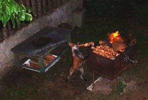 "лиса помогает переворачивать шашлык".
прикольно там у вас.
