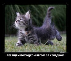 Свежая подборка демотиваторов, которые поднимут вам настроение