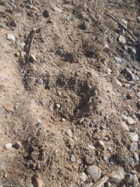 На прошлой неделе поехал на рыбалку в ленобласть, в 3 утра на новоприозерском шоссе видели 2 хороших кабанчиков. Едем дальше, под впечатлением, обсуждаем эту тему, съехали с трассы на проселочную, едем едем, заворачиваем за угол и прямо по середине дороги стоят 3 огромных просто хряка и штук 10 мелких. Больше всего меня поразило, что они просто сука стояли посреди дороги, повернулись на нас, посмотрели и медленно вальяжно пошли в лес. Доехали до речки, по середине - пятачок, на котором оставляем все вещи, сходили вниз по реке, пошли вверх, возвращаемся на пятачок, а там все усыпано следами замечательными, слава богу, не встретились с ним) Видео с 40 секунды