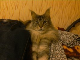 мой встречает каждый день с радостью и любовью, даже слюни пускает, когда на руки беру :) в коридоре кувыркается ,пока я разуваюсь и не ради еды, зачастую ради внимания встречает, чтоб почесали пузико, на руки взяли.