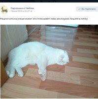 Юля подкармливала уличную кошку, а потом та пропала