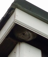 кошка равнодушна к осам и домой им не залететь, везде сетки, но такое соседство с осами меня не радует. и вообще очень жду зиму - а то то муравьи, то двухвостки, вчера выгнала из дома сороконожку