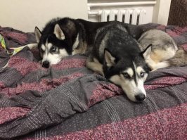 У меня хаски уже 8 лет. 
Никогда даже намёка на агрессию не было, особенно к чужим людям.
Для них новые люди всегда праздник души и тела. Скачет и пытается облизать. Подозреваю, что чужих они любят больше, чем своих.
В ролике собака только внешне похожа на хаски. Её поведение меня бы сразу насторожило: она не виляла хвостом и была не расположена к общению.