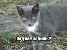 Рыбная мафия