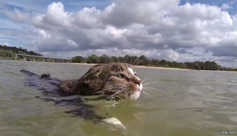 Кот, который совершенно не боится воды