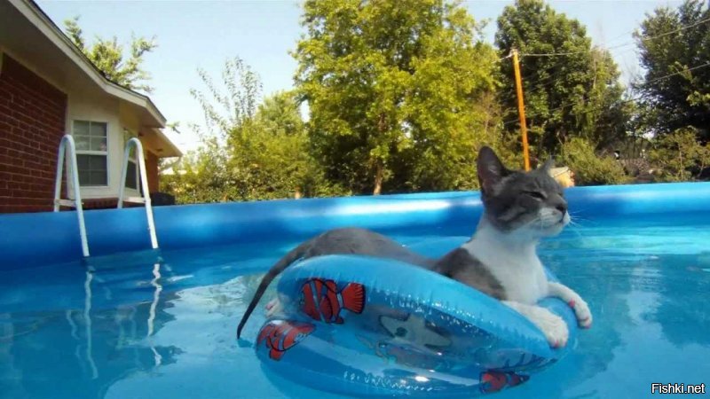 Кот, который совершенно не боится воды